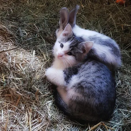 アパート Schieplechnerhof シュラートミンク