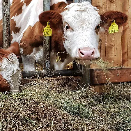 Apartman Schieplechnerhof