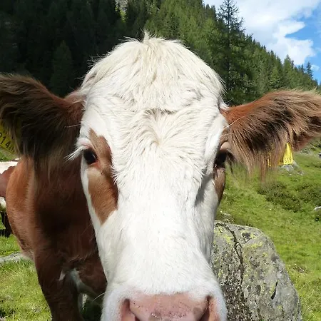 Schieplechnerhof アパート *