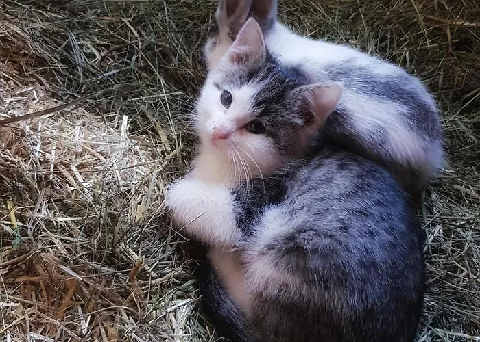 Appartement Schieplechnerhof Schladming