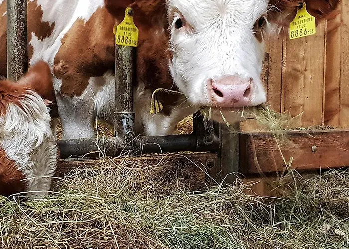 Apartamento Schieplechnerhof